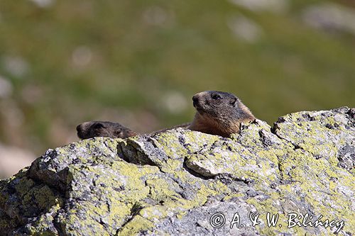 świstak Marmota marmota