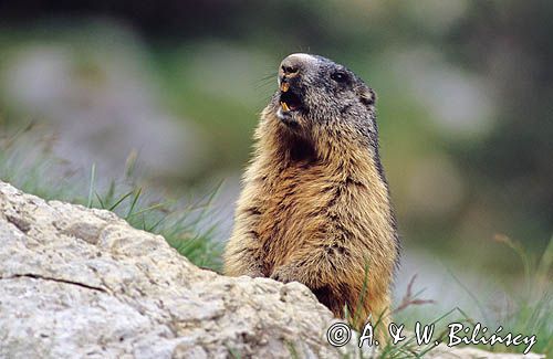 świstak Marmota marmota Alpine Marmot