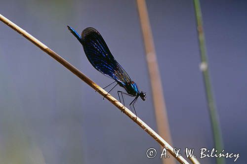 Świtezianka błyszcząca, świtezianka lśniąca, Calopteryx splendens