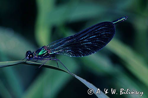 Świtezianka błyszcząca, świtezianka lśniąca, Calopteryx splendens