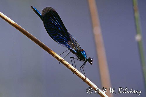 Świtezianka błyszcząca, świtezianka lśniąca, Calopteryx splendens