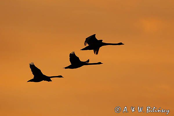 łabędź niemy Cygnus olor