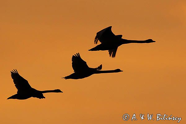 łabędź niemy Cygnus olor