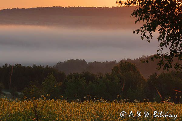 Świt, rzepak, Pogórze Dynowskie