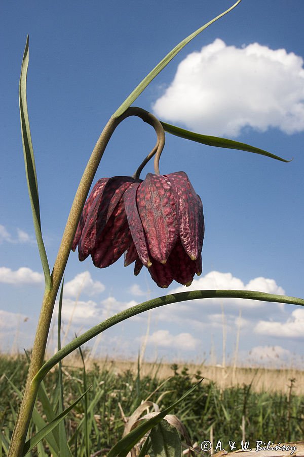 Szachownica kostkowata Fritillaria meleagris