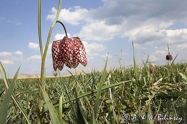 Szachownica kostkowata Fritillaria meleagris