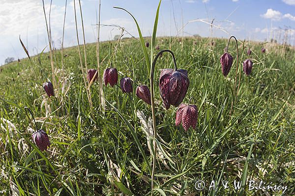 Szachownica kostkowata Fritillaria meleagris