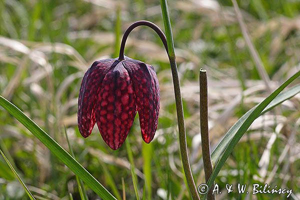 Szachownica kostkowata Fritillaria meleagris