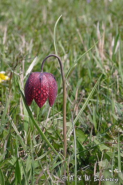 Szachownica kostkowata Fritillaria meleagris