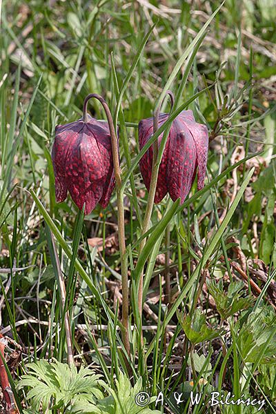 Szachownica kostkowata Fritillaria meleagris