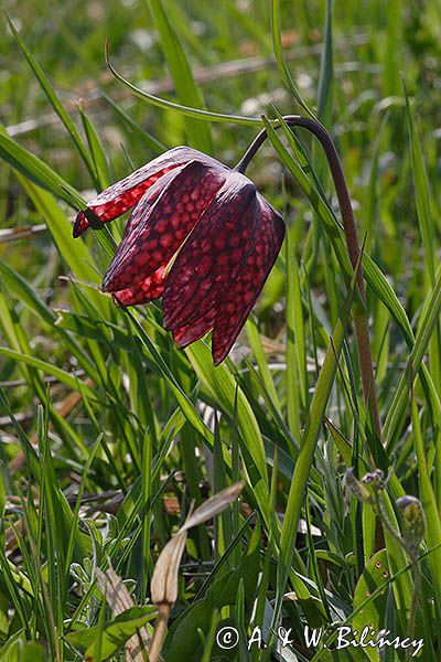 Szachownica kostkowata Fritillaria meleagris