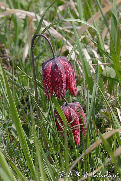 Szachownica kostkowata Fritillaria meleagris