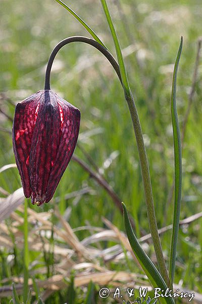 Szachownica kostkowata Fritillaria meleagris