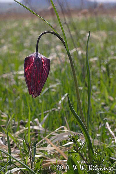 Szachownica kostkowata Fritillaria meleagris