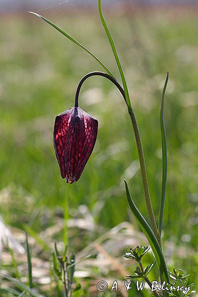 Szachownica kostkowata Fritillaria meleagris
