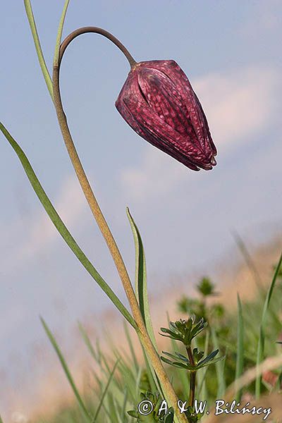Szachownica kostkowata Fritillaria meleagris