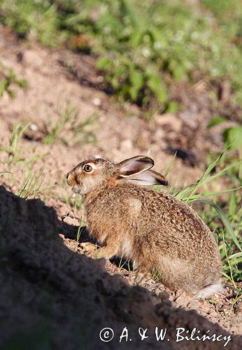 zając szarak Lepus europaeus