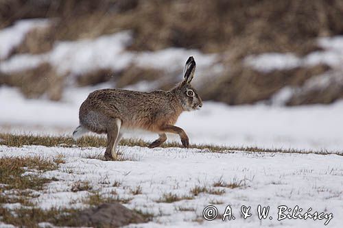 zając szarak Lepus europaeus