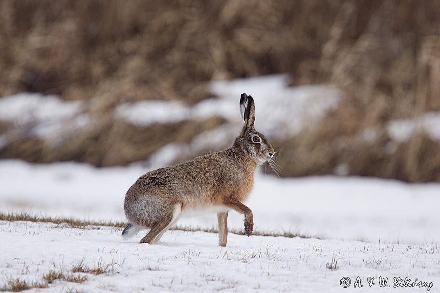 zając szarak Lepus europaeus