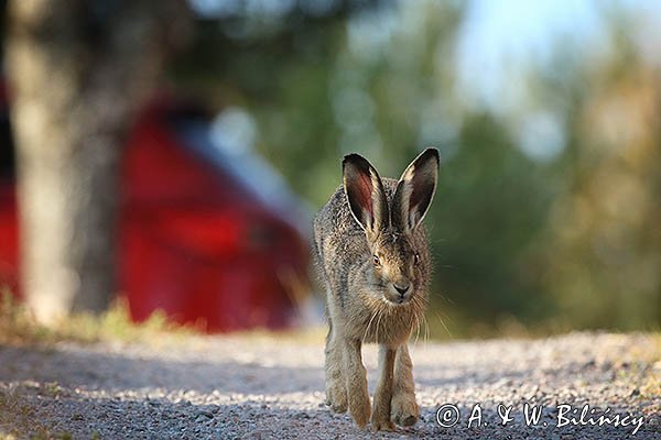 Zając szarak, Lepus europaeus