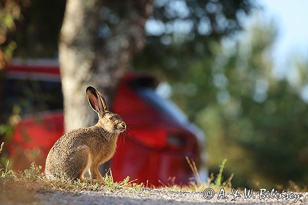 Zając szarak, Lepus europaeus