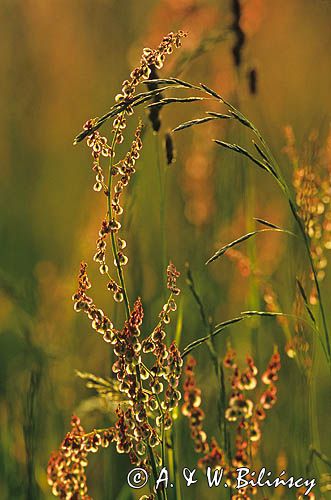 Szczaw polny, Rumex acetosella L., gatunek byliny należący do rodziny rdestowatych