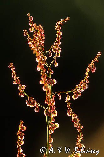 Szczaw polny, Rumex acetosella L., gatunek byliny należący do rodziny rdestowatych