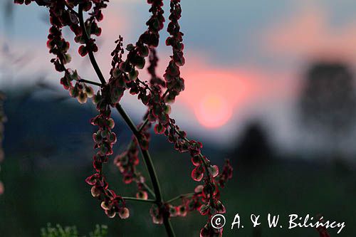 Szczaw zwyczajny, Rumex acetosa