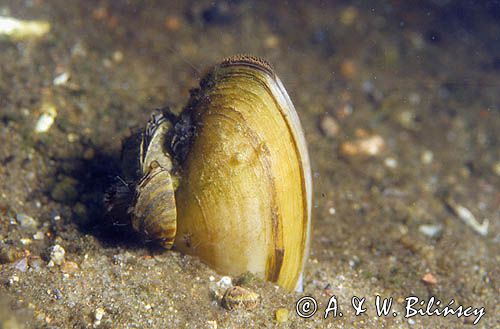 Szczeżuja pospolita Anodonta anatina i racicznice, racicznica zmienna, Dreissena poymorpha