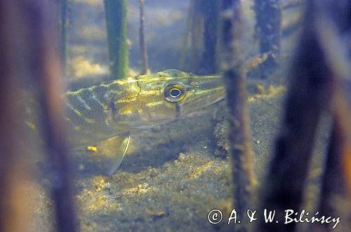 Szczupak Esox lucius)