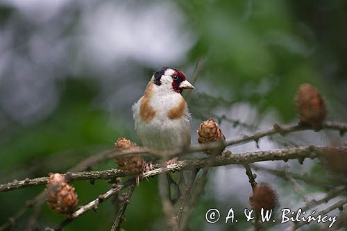 Szczygieł, Carduelis carduelis