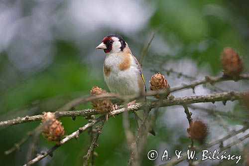 Szczygieł, Carduelis carduelis