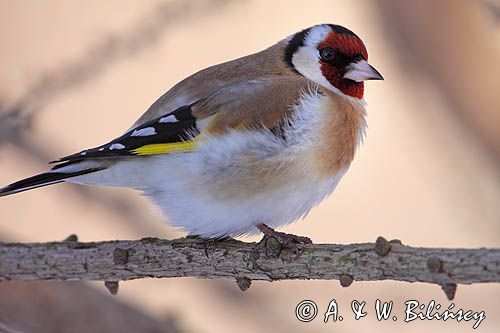 Szczygieł, Carduelis carduelis