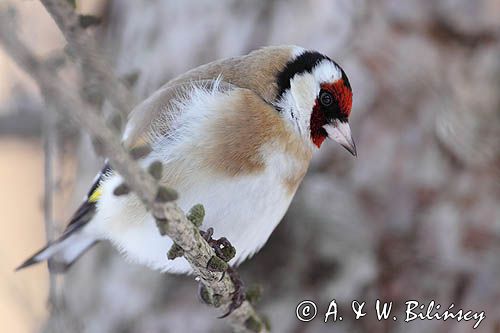 Szczygieł, Carduelis carduelis