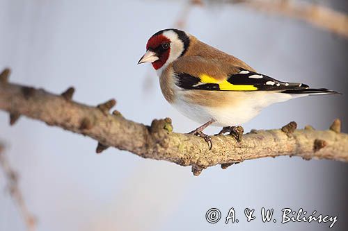 Szczygieł, Carduelis carduelis