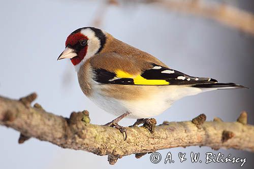 Szczygieł, Carduelis carduelis