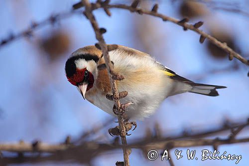 Szczygieł, Carduelis carduelis