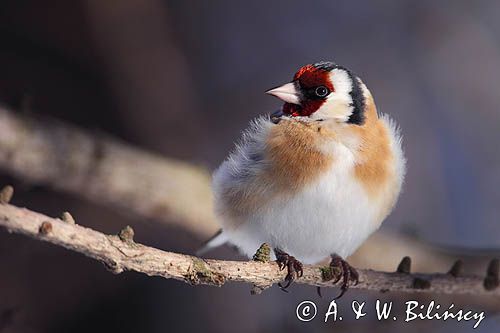 Szczygieł, Carduelis carduelis