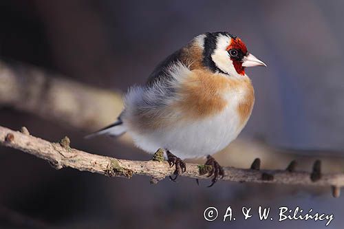 Szczygieł, Carduelis carduelis