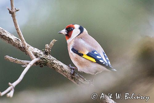 Szczygieł, Carduelis carduelis