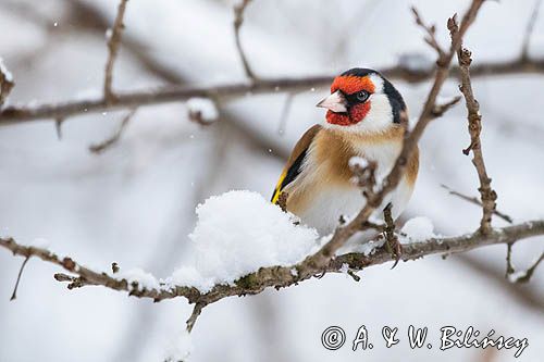 Szczygieł, Carduelis carduelis