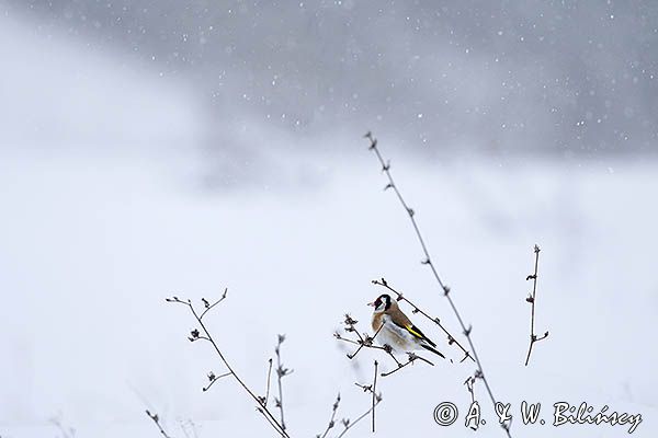 Szczygieł, Carduelis carduelis