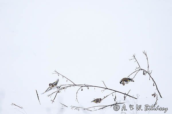 Szczygły, Carduelis carduelis