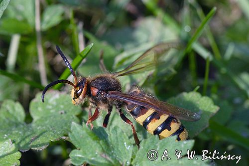 Szerszeń Vespa crabro) ,