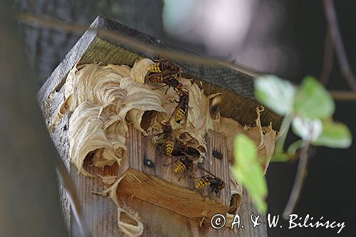 Szerszeń Vespa crabro) , gniazdo w budce dla ptaków