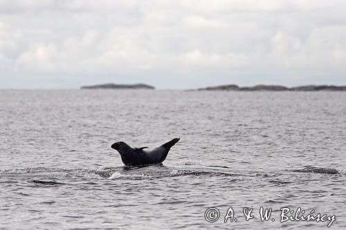 foka szara, Szkiery Szwedzkie, Archipelag Sztokholmski, Szwecja