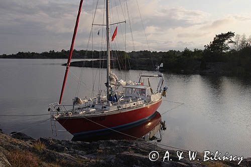 Safran przy wyspie Lanjo koło Arkosund, Szkiery Szwedzkie, Szwecja