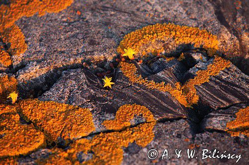 porosty na skale Szwecja lichens on the rock Sweden