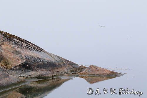 Rybitwa we mgle, Archipelag Turku, Finlandia