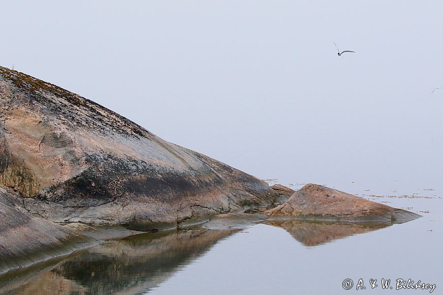 Rybitwa we mgle, Archipelag Turku, Finlandia